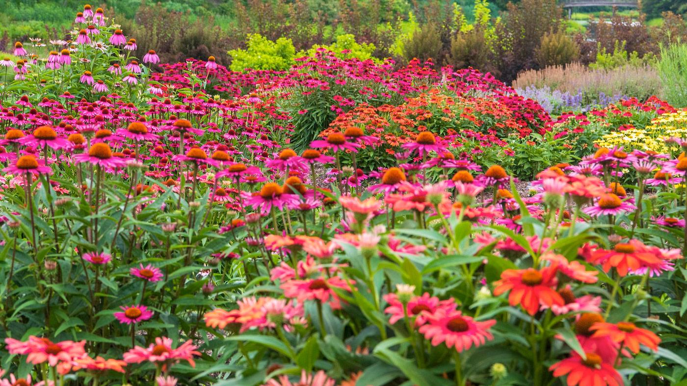 How to Divide Perennials at the Garden