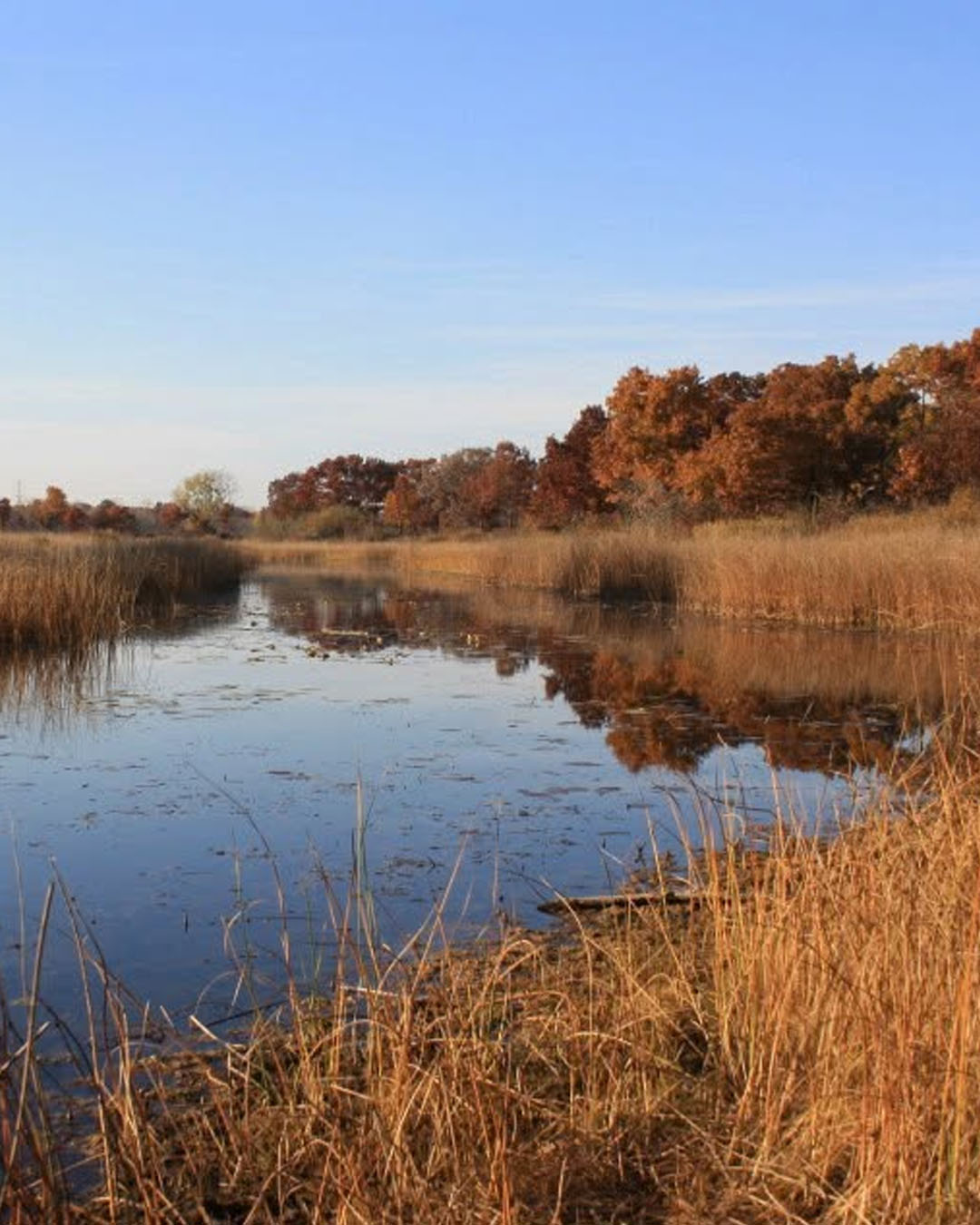 Illinois Beach State Park in the Fall