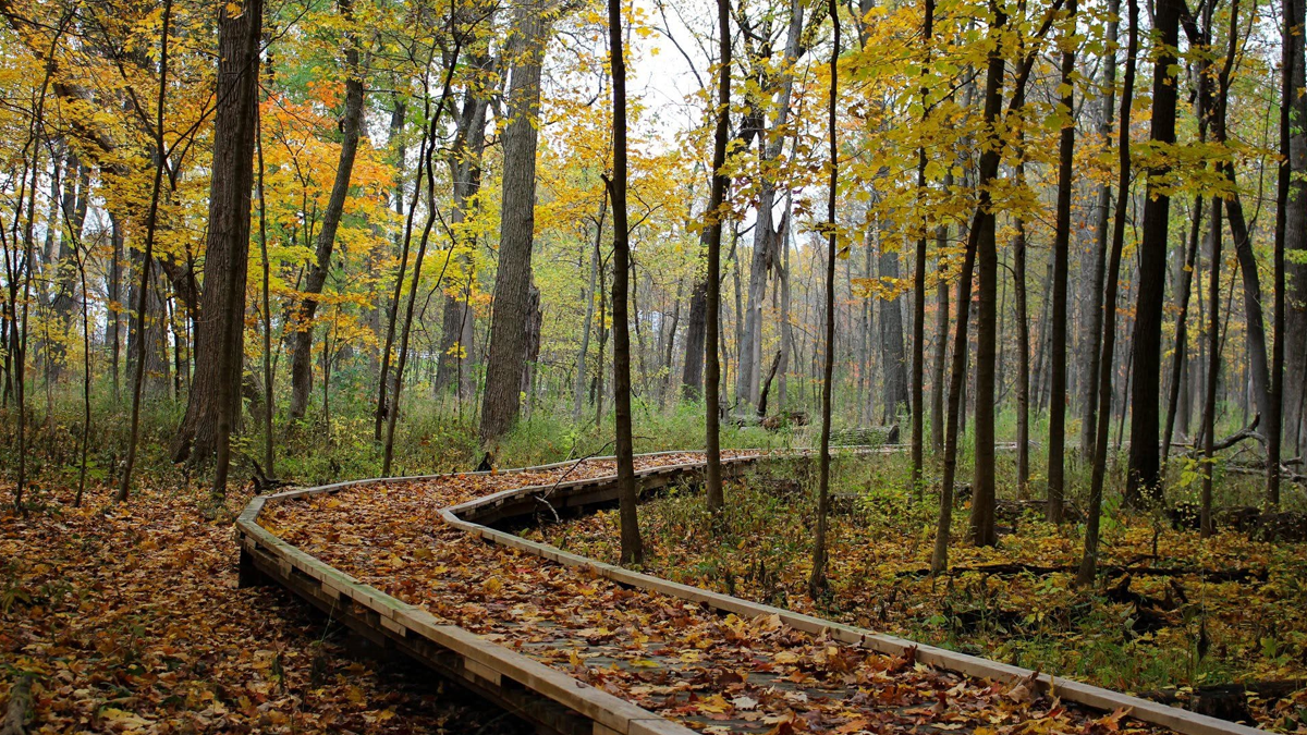 Riverwoods path
