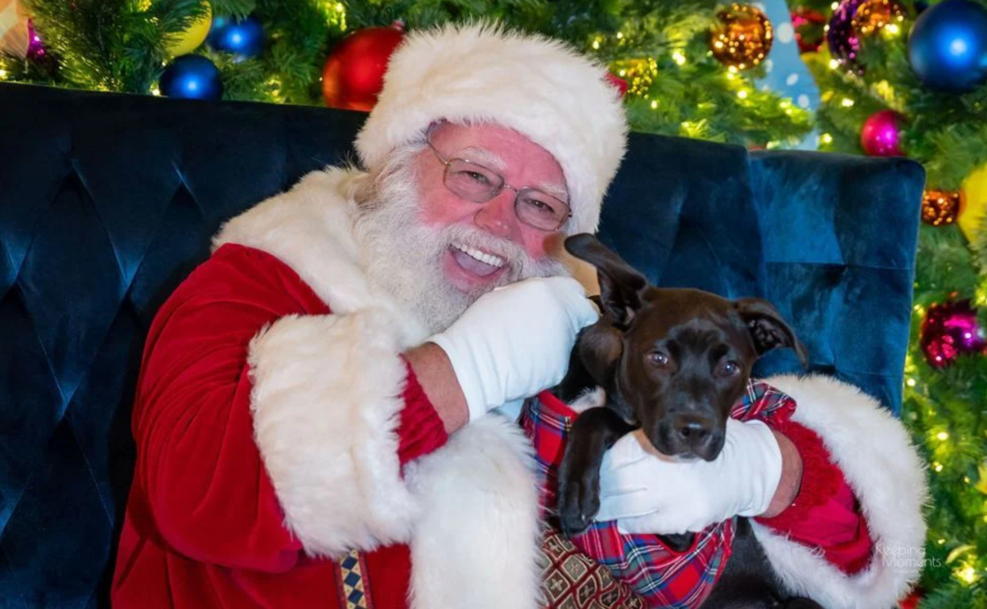 Santa Pets at Hawthorn Mall