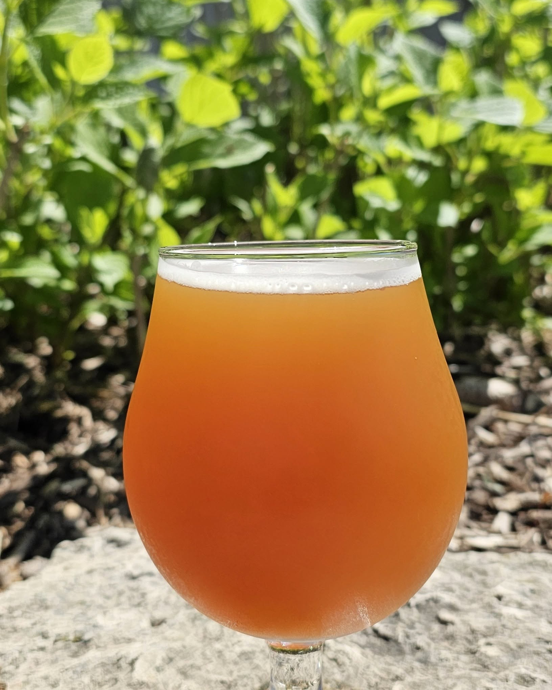 Wild Onion Brewery in Lake Barrington