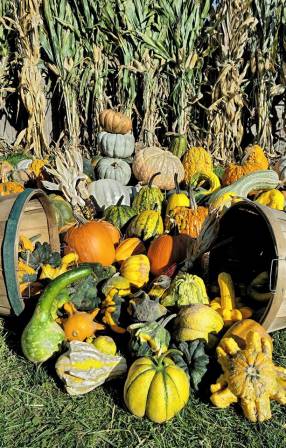 Kroll's Fall Harvest Farm 