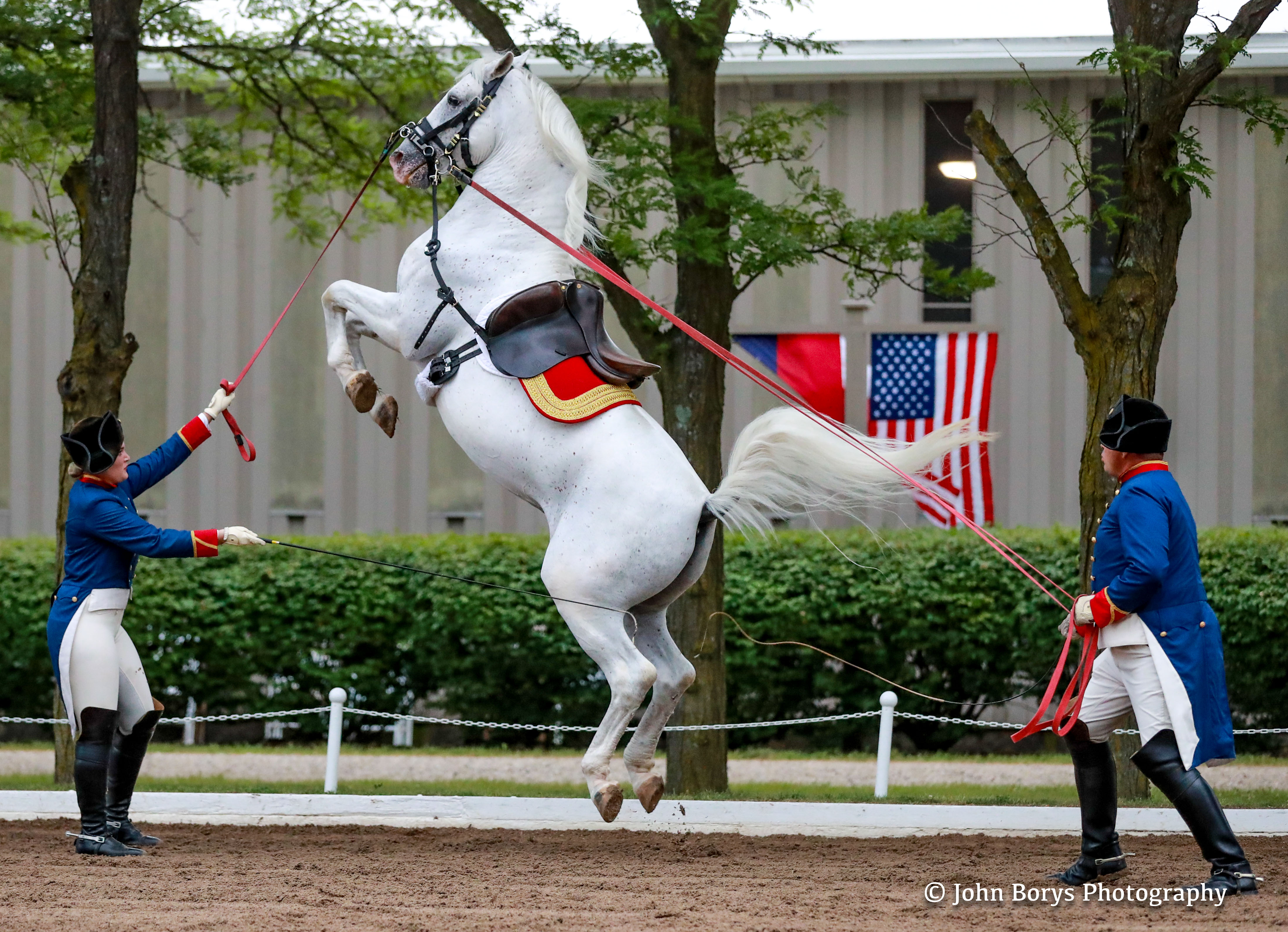 Lake County  Illinois  CVB Official Travel Site The Tempel Lipizzans