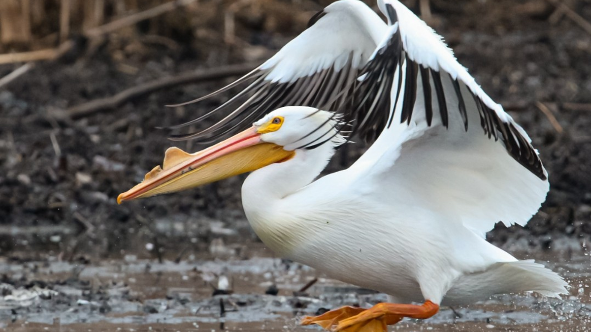 Things To Do This Weekend April 10-12, 2026