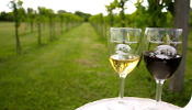Valentino Vineyards & Winery