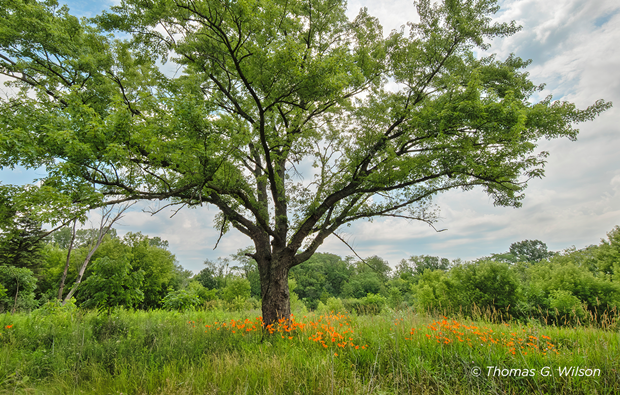 Hike Through History at Raven Glen in Antioch