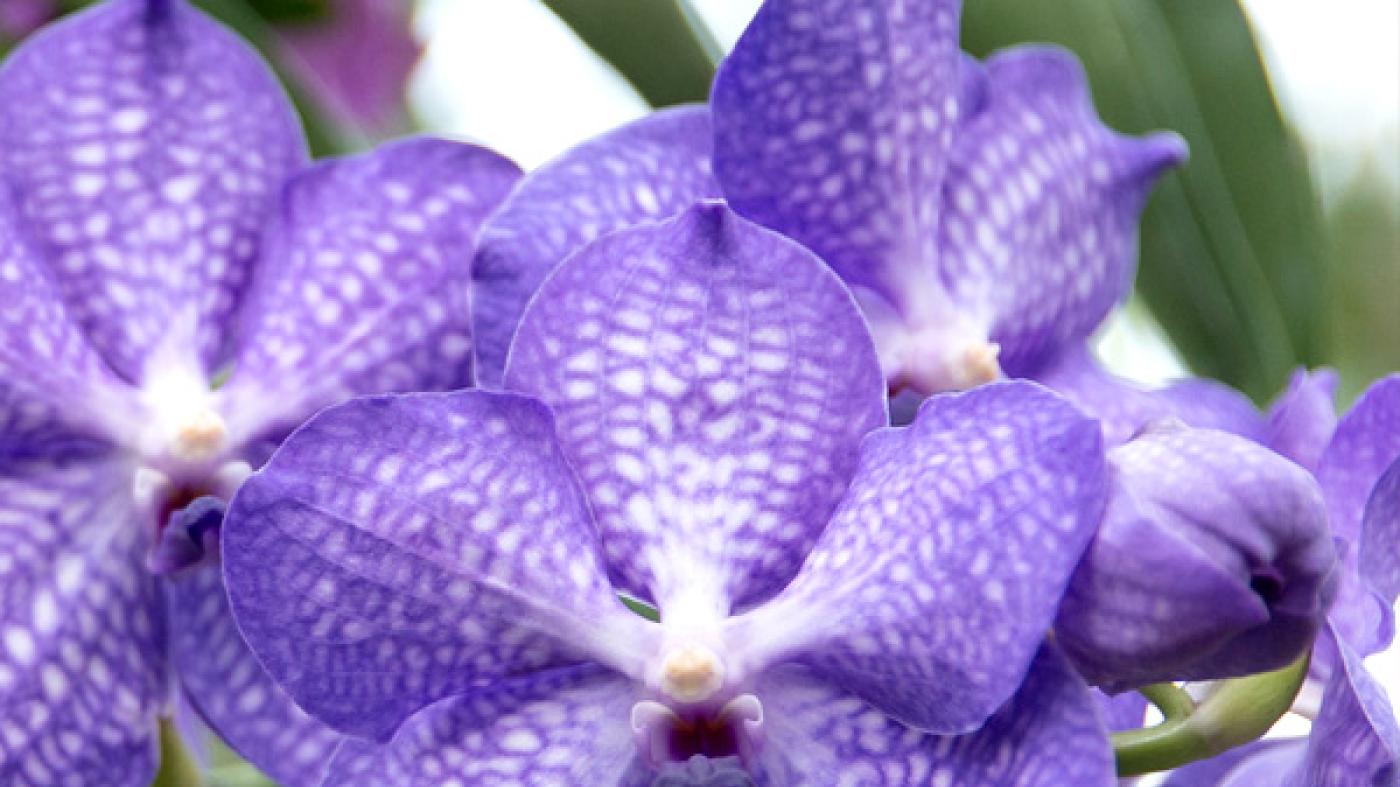 Growing Orchids Indoors - Online
