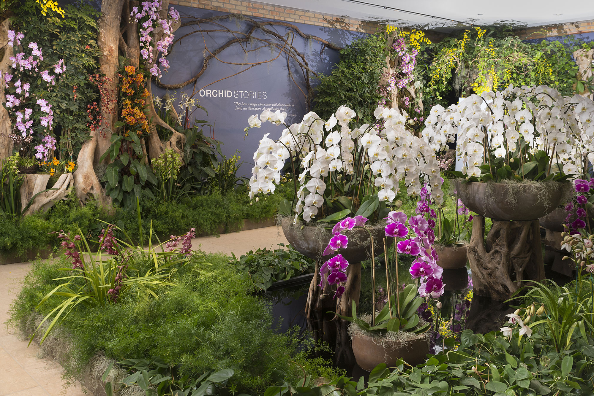 Untamed: The Orchid Show at the Chicago Botanic Garden