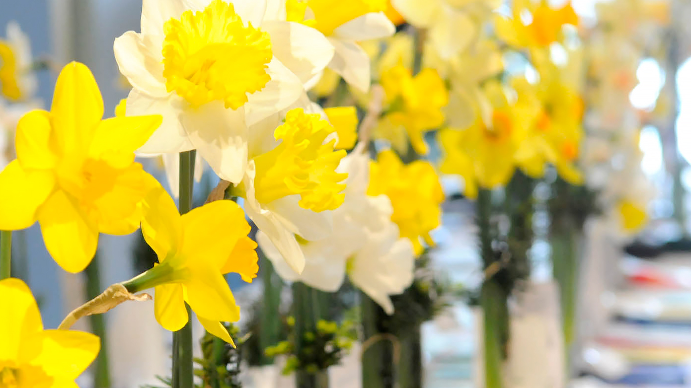 Midwest Daffodil Society Show at Chicago Botanic Gardens