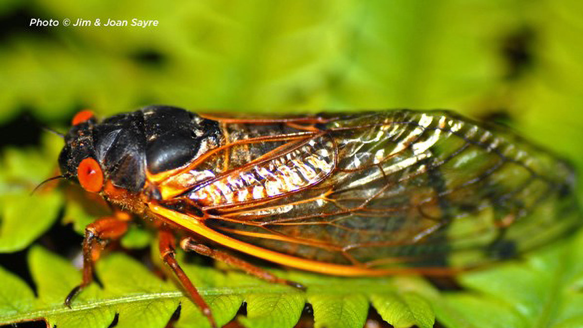 Celebrating Cicadas: An Evening Search at Edward L. Ryerson Conservation Area