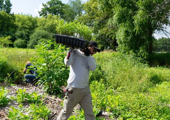 Restoration Workday at Old School Forest Preserve in Libertyville