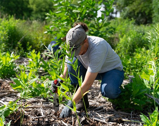 Restoration Workday at Cuba Marsh Forest Preserve in Deer Park