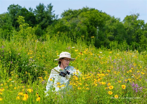 Restoration Workday at Middlefork Savanna in Lake Forest