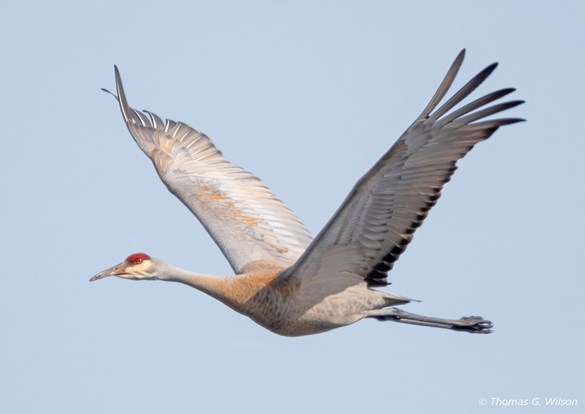 Birdwatching Hot Spots: Hastings Lake in Lake Villa