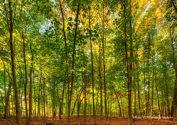 Restoration Workday at MacArthur Woods in Libertyville