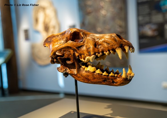 Trivia Battle of the Generations at the Dunn Museum in Libertyville