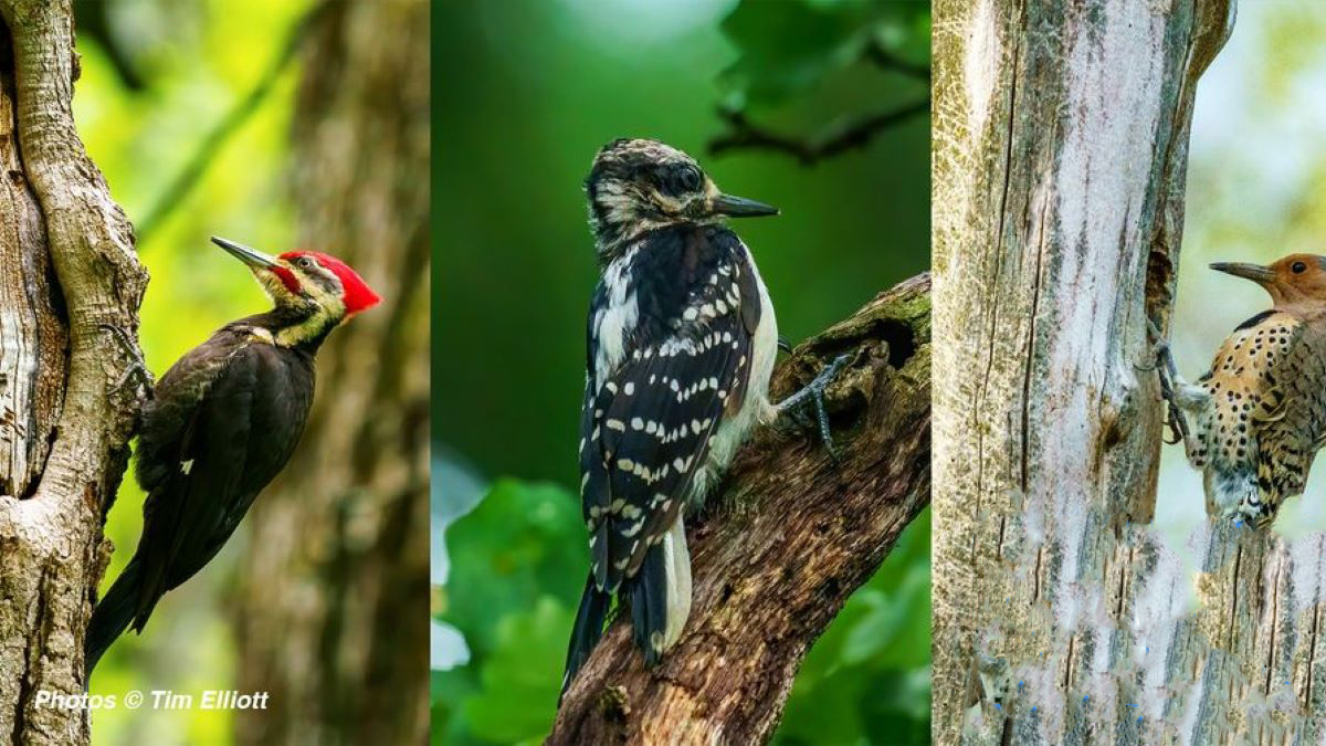 Family Nature Club: Woodpeckers