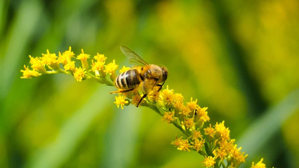 Drop-In at the Dunn: Plants and Pollinators in Libertyville