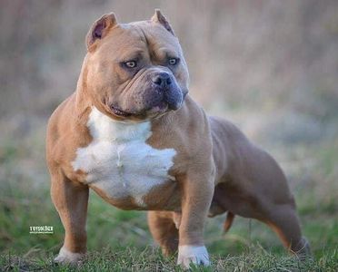 The All American Bully Show