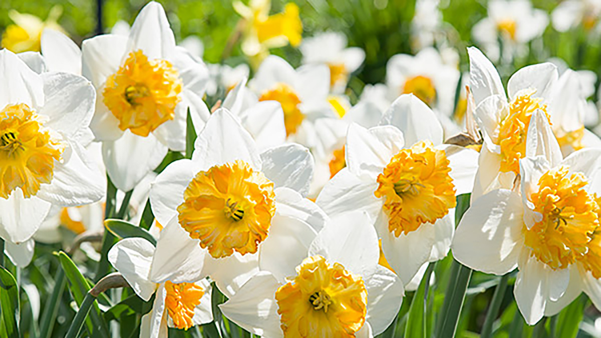 Midwest Daffodil Society Bulb Sale at Chicago Botanic Garden