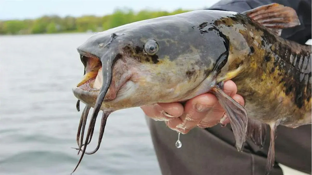 Fishy Frights at Volo Bog State Natural Area