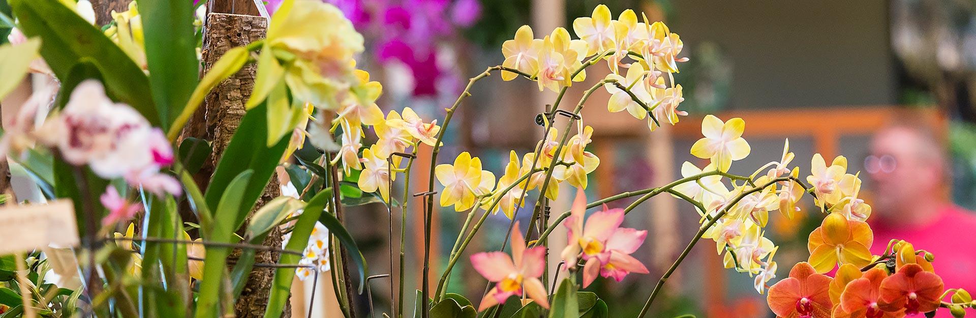 Illinois Orchid Society Spring Show & Sale at the Chicago Botanic Garden