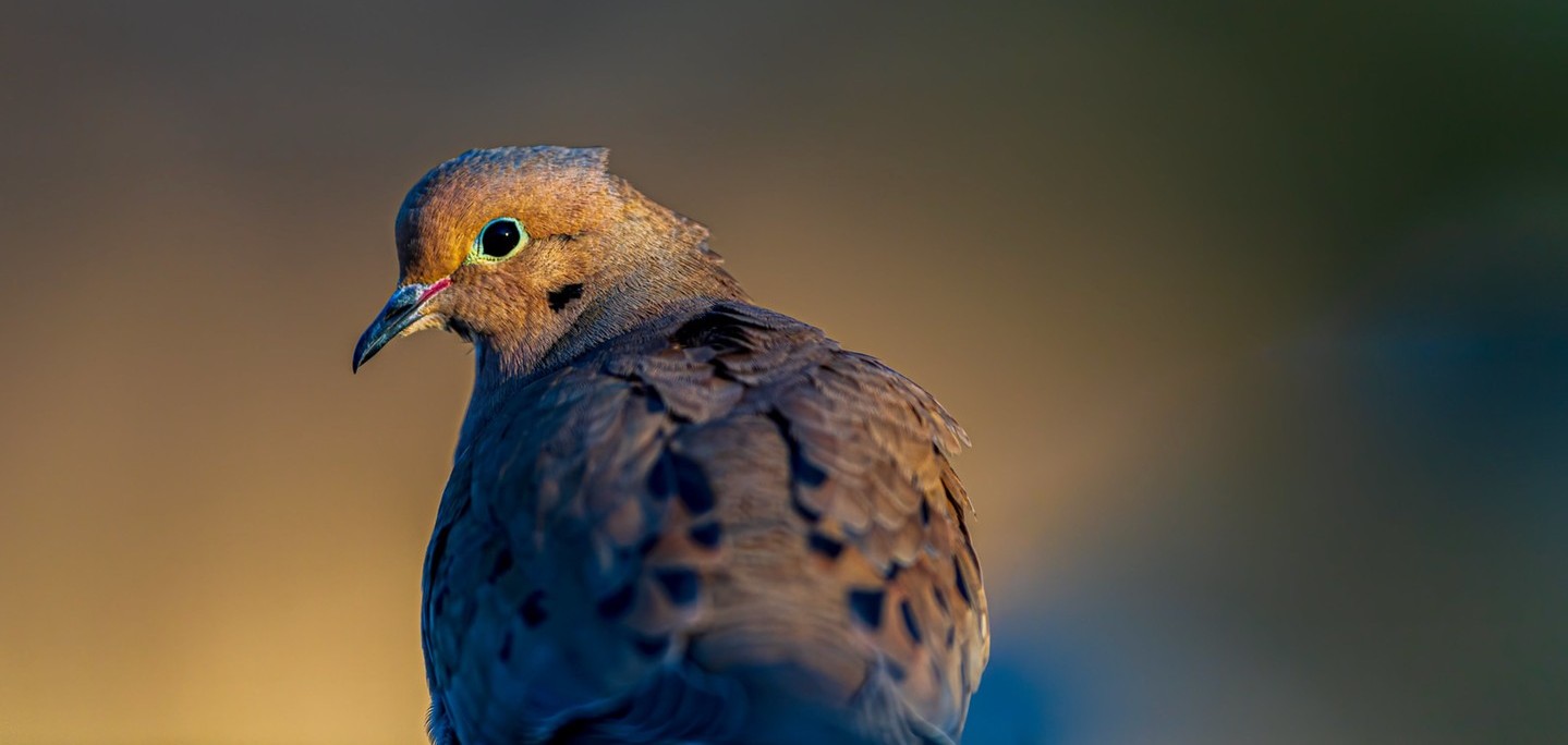 Spring Bird Walk at Wright Woods