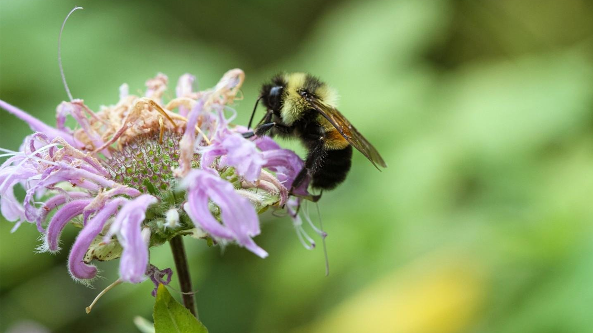 For the Love of Pollinators at the Dunn Museum
