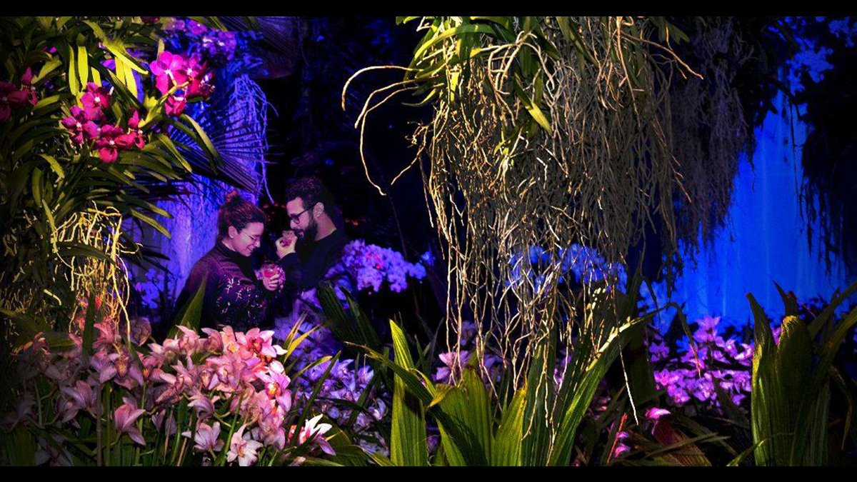 The Orchid Show of Wonders at the Chicago Botanic Garden