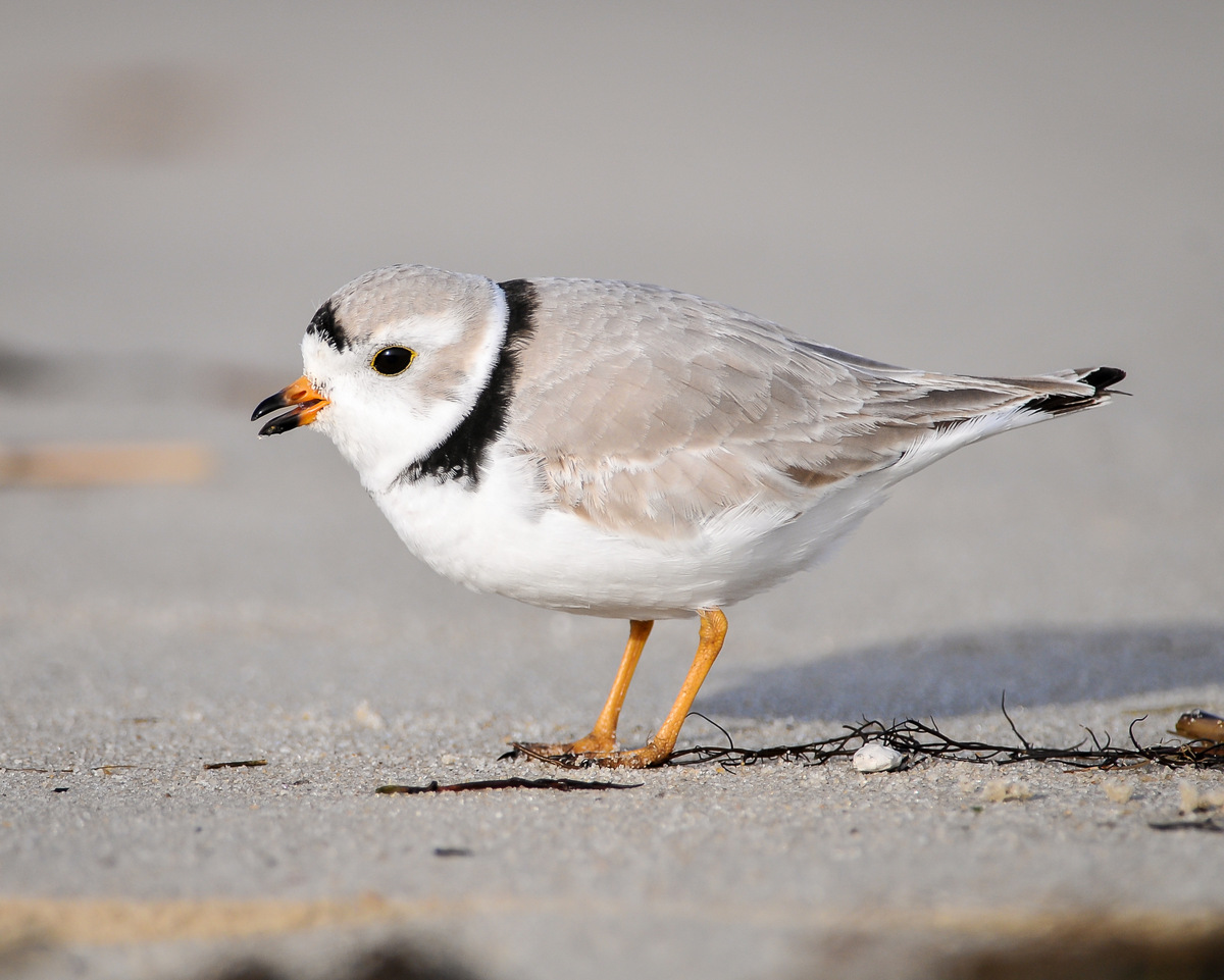 Needle Felt Workshop: Piping Plovers at Liberty Prairie Farm Store