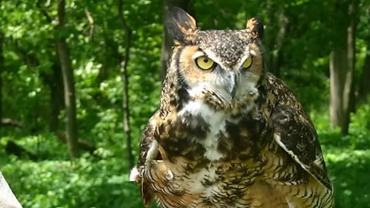 Raptor Presentation and Meet and Greet at Volo Bog State Natural Area