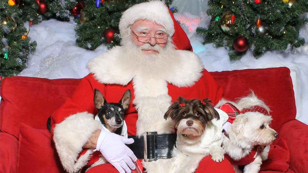 Santa Paws at Hawthorn