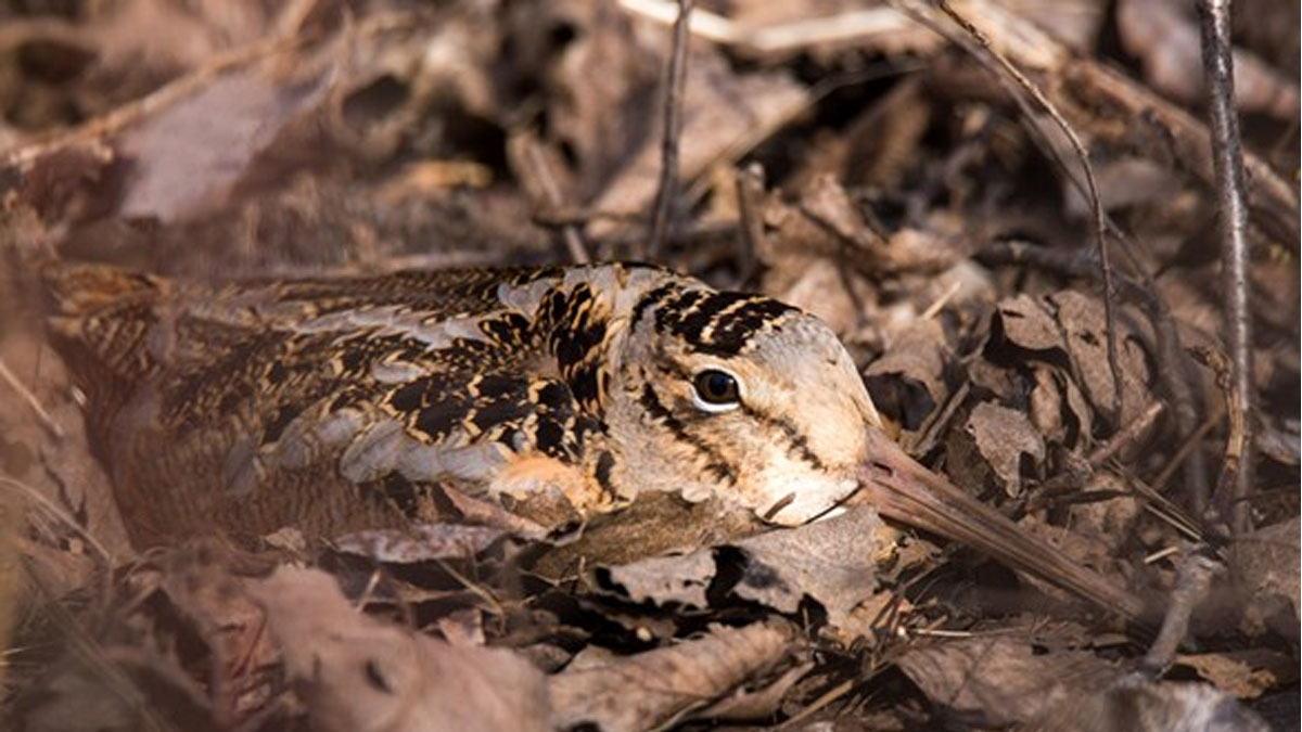 Evening Woodcock Walk at Middlefork Savanna in Lake Forest