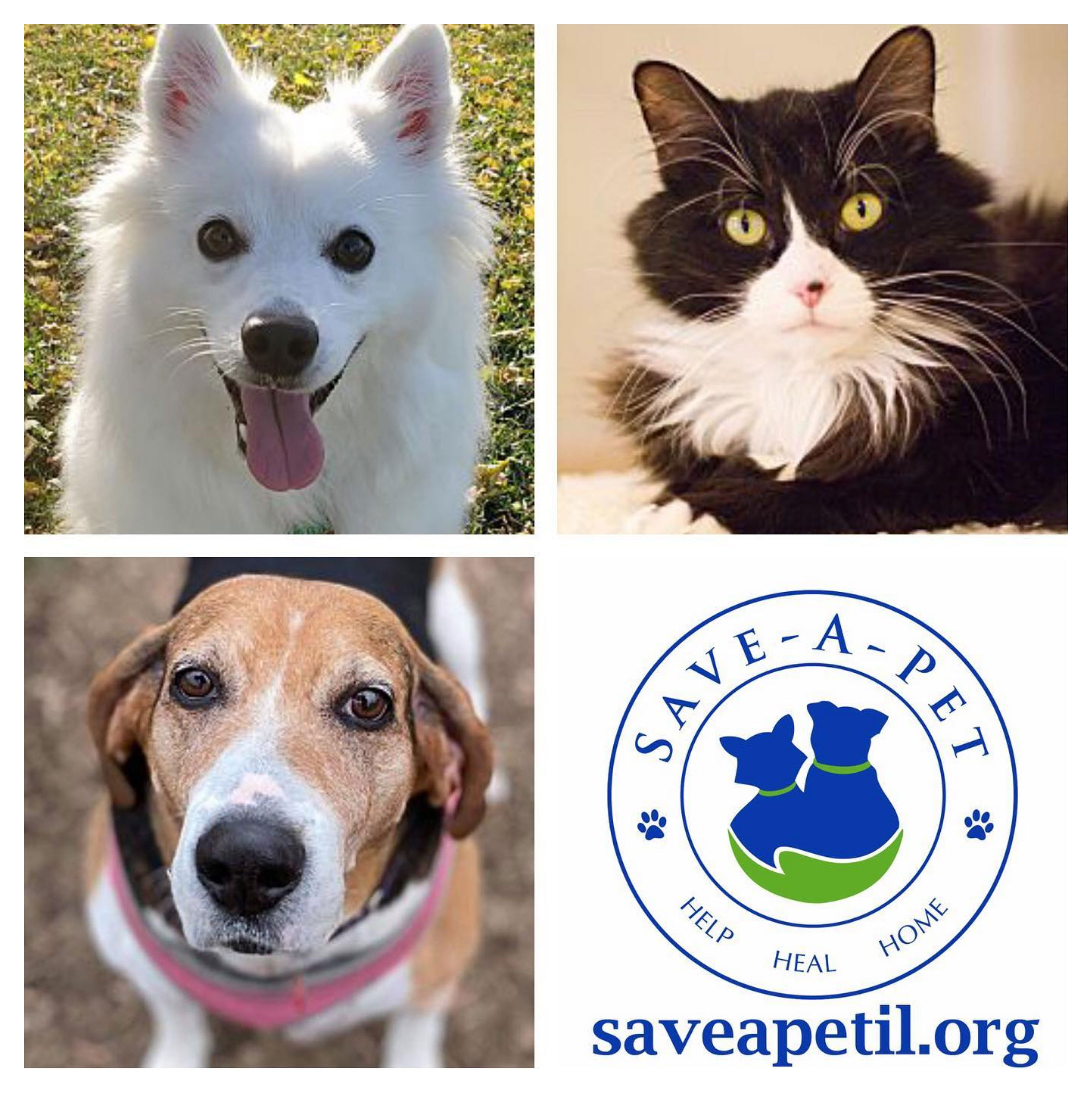 Save-A-Pet Inc.