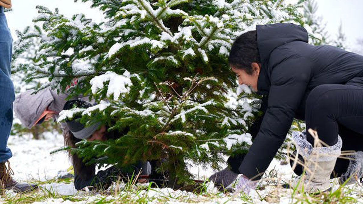 Things to Do This Weekend November 29-December 1, 2024