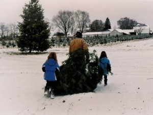 Christmas Trees family and tree