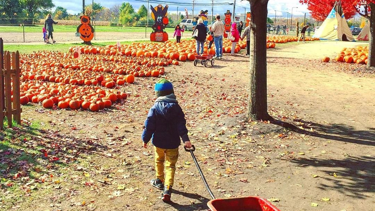 Where to Find a Pumpkin in Lake County 
