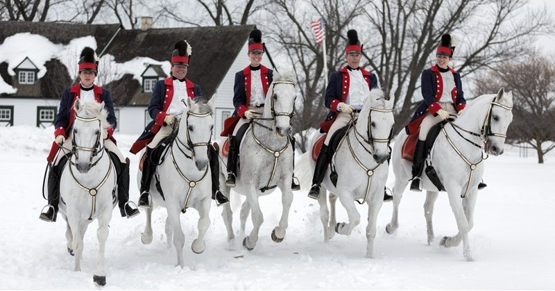 The Tempel Lipizzans in Old Mill Creek